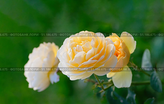 Delicate yellow rose flowers blooming in the garden. Стоковое фото, фотограф Elena Grishina / Фотобанк Лори