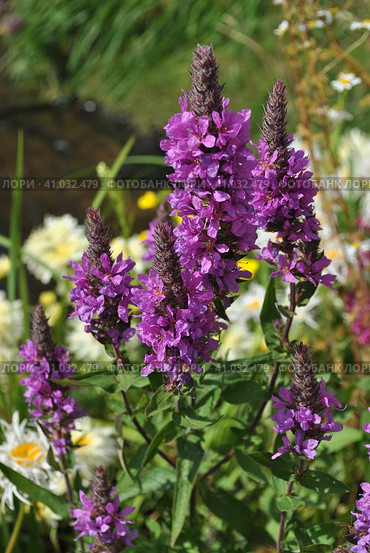 Дербенник иволистный, или плакун-трава (лат. Lythrum salicaria) Стоковое фото, фотограф lana1501 / Фотобанк Лори
