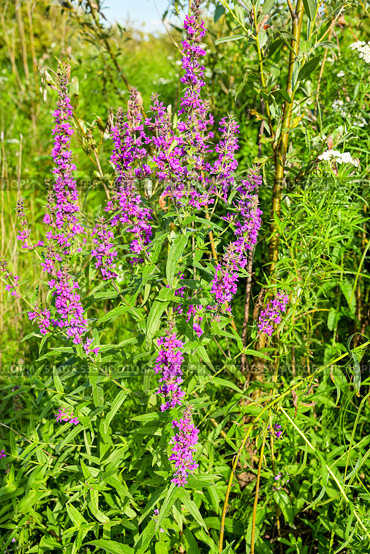 Дербенник иволистный, или плакун-трава (лат. Lythrum salicaria) Стоковое фото, фотограф Александр Тараканов / Фотобанк Лори