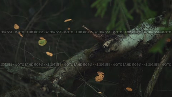 Дерево в лесу. Редакционное видео, видеограф Алексей Липилин / Фотобанк Лори