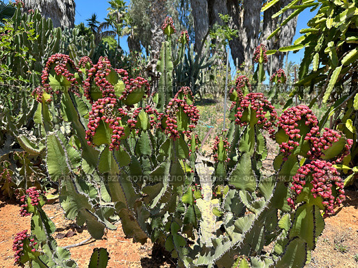 Desert candle or candelabra spurge (lat. Euphorbia abyssinica) Стоковое фото, фотограф Irina Opachevsky / Фотобанк Лори