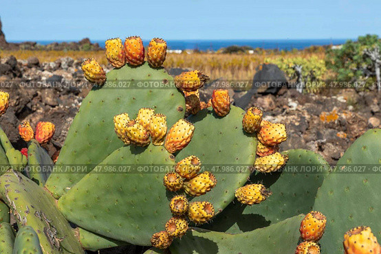 detail of blooming cactus plant at a field in Lanzarote. Стоковое фото, фотограф Joerg Hackemann / Smarterpix / Фотобанк Лори