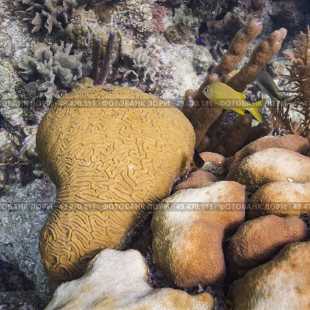 Details of coral reef underwater, Three Amigos, Turneffe Atoll, Belize Barrier Reef, Belize. Стоковое фото, агентство Ingram Publishing / Фотобанк Лори