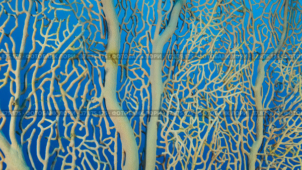 Details of the soft coral Giant Gorgonian or Sea fan (Subergorgia mollis). Close-up of coral. Red sea, Egypt. Стоковое фото, фотограф Некрасов Андрей / Фотобанк Лори