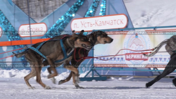 Детская гонка на собачьих упряжках "Дюлин" ("Берингия"). Slow motion (2019 год). Редакционное видео, видеограф А. А. Пирагис / Фотобанк Лори