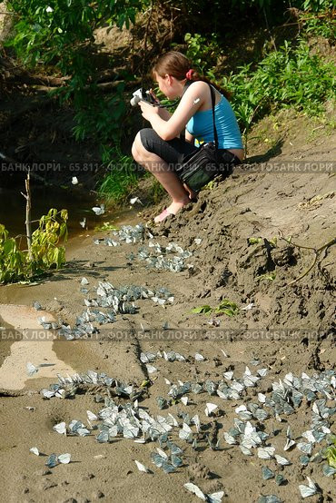 Девочка фотографирующая колонию бабочек боярышниц на берегу реки. Стоковое фото, фотограф Александр Тараканов / Фотобанк Лори