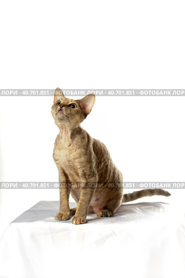 Devon Rex  Cat on white background. Стоковое фото, фотограф Анна Кривицкая / Фотобанк Лори