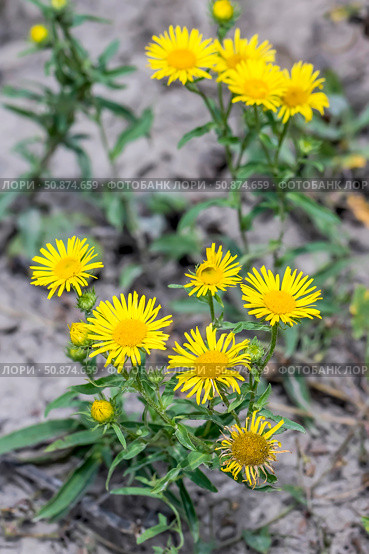 Девясил британский -Inula britannica L. (семейство Asteraceae). Цветущее растение крупным планом. Дикорастущая флора Западной Сибири. Стоковое фото, фотограф Евгений Мухортов / Фотобанк Лори