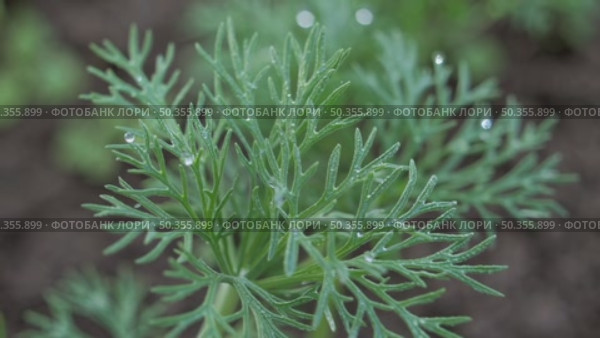 Dew-Kissed Fresh Dill Leaves Close-up. Close-up of vibrant green dill leaves with morning dew droplets, showcasing freshness, detail, and natural herb beauty. Стоковое AI-видео, аниматор Башкирова Анна / Фотобанк Лори