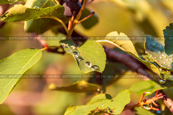 Dew or rain drops shine in the morning sun on the leaves of a berry bush - irga, selective focus. Стоковое фото, фотограф Дмитрий Коростылев / Фотобанк Лори