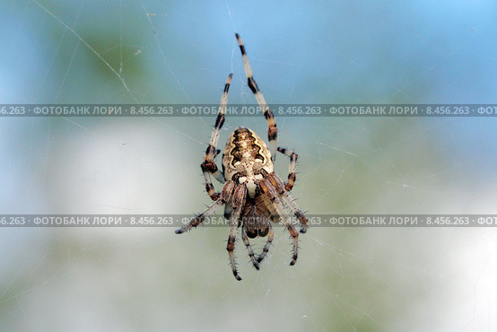 Диадемный крестовик (Araneus diadematus) Стоковое фото, фотограф Александр Тарасенков / Фотобанк Лори
