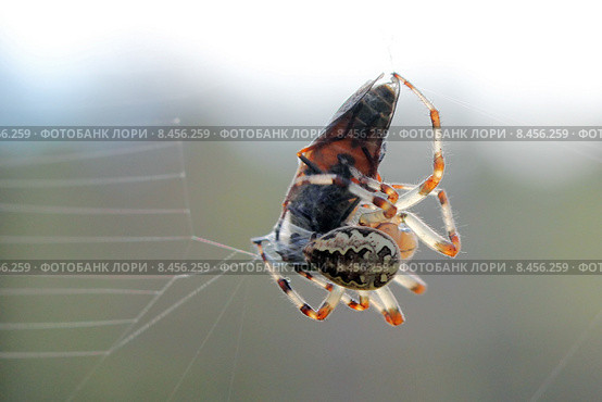 Диадемный крестовик (Araneus diadematus) упаковывает пойманного слепня в кокон. Стоковое фото, фотограф Александр Тарасенков / Фотобанк Лори
