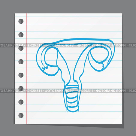 Diagram of the internal female reproductive organs. Стоковая иллюстрация, агентство Ingram Publishing / Фотобанк Лори