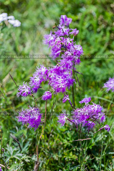 Dianthus superbus L. (семейство Caryophyllaceae) - Гвоздика пышная. Цветущее растение в межгорной долине Северо-Чуйского хребта. Республика Алтая. Стоковое фото, фотограф Евгений Мухортов / Фотобанк Лори