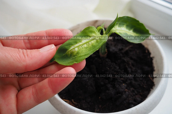Dieffenbachia, dumb cane or leopard lily, genus of tropical flowering plants in the family Araceae. Ornamental plant, houseplant. A young plant transplanted into a flower pot. Hand of woman - florist. Стоковое фото, фотограф Юлия Петровская / Фотобанк Лори