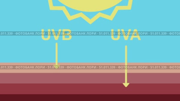 Difference between impact of UVB and UVA sun rays on skin protection in a visual diagram animation. Стоковая анимация, аниматор Людмила Лесовая / Фотобанк Лори