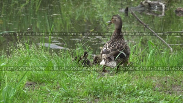 Дикая утка присматривает за утятами на берегу лесного болота. Май. A wild duck looks after ducklings on the shore of a forest swamp. May. Стоковое видео, видеограф Горшков Александр / Фотобанк Лори