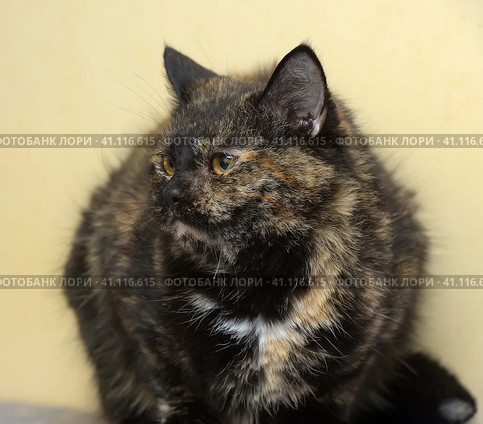 Displeased red cat with black. Стоковое фото, фотограф Анна Кривицкая / Фотобанк Лори