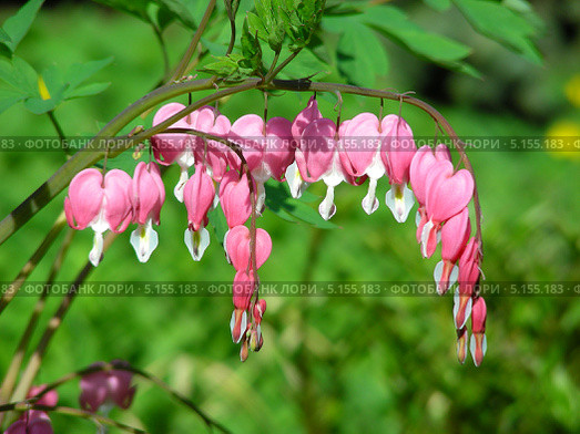 Дицентра, диклитра, разбитое сердце (Dicentra, Dicliytra) Стоковое фото, фотограф lana1501 / Фотобанк Лори