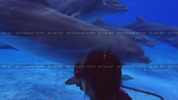 Diving with dolphins in the pool, girl diver communicates with dolphins underwater, strokes them. Стоковое видео, видеограф German Zvyagin / Фотобанк Лори