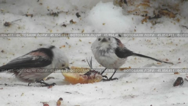 Длиннохвостые синицы или ополовники Aegithalos caudatus клюют корм на снегу. Стоковое видео, видеограф Александр Мамонтов / Фотобанк Лори