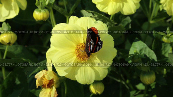 Дневная бабочка Адмирал (Red Admiral, Vanessa atalanta) на желтом цветке георгина. Стоковое видео, видеограф Сергей Дубров / Фотобанк Лори