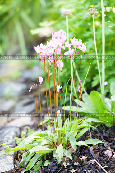 Додекатеон обыкновенный (Dodecatheon meadia) Стоковое фото, фотограф Наталия Шевченко / Фотобанк Лори