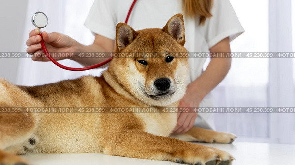 dog at the veterinarian's appointment. Стоковое фото, фотограф Igor Skripachev / Фотобанк Лори