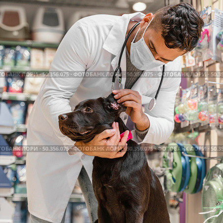 dog being checked by vet pet shop. Стоковое фото, агентство Ingram Publishing / Фотобанк Лори