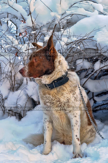 Dog old snow winter cold weather senility sad abandoned. Стоковое фото, фотограф Анна Кривицкая / Фотобанк Лори