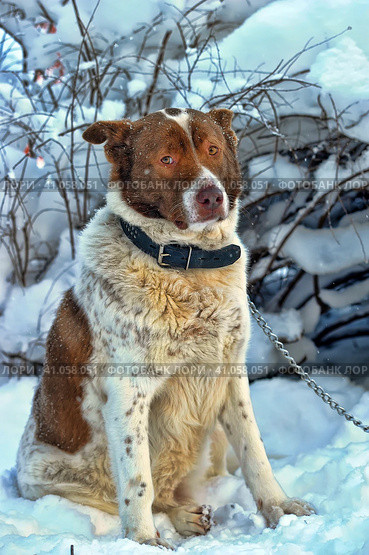 Dog old snow winter cold weather senility sad abandoned. Стоковое фото, фотограф Анна Кривицкая / Фотобанк Лори