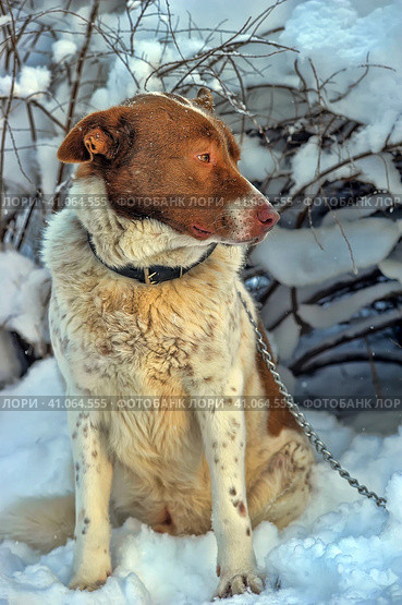 Dog old snow winter cold weather senility sad abandoned. Стоковое фото, фотограф Анна Кривицкая / Фотобанк Лори