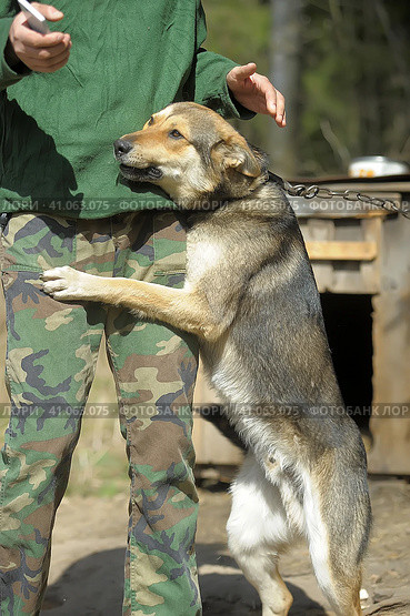 Dog pooch, half-breed shepherd dog on a chain. Стоковое фото, фотограф Анна Кривицкая / Фотобанк Лори