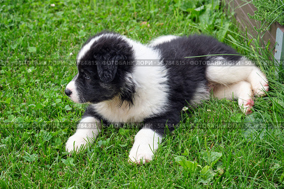 Dog puppy lying on the grass in the garden. A cross between a Bernese Mountain Dog and a Samoyed. Стоковое фото, фотограф Сергей Пристяжнюк (Serg Zastavkin) / Фотобанк Лори
