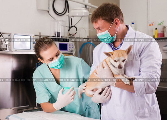 Dog undergoing surgery at vets. Стоковое фото, фотограф Яков Филимонов / Фотобанк Лори