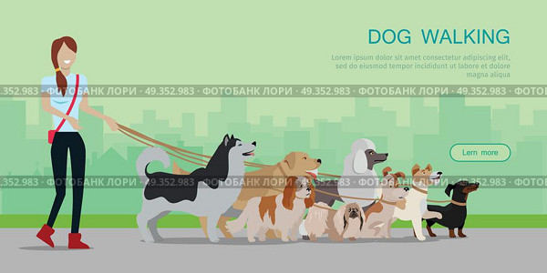 Dog Walking Banner. Woman Walk with Different Dogs. Dog walking banner. Woman walks with Golden Retriever, Jack Russell Terrier, Maremma Sheepdog, Cavalier King Charles Spaniel, Pekingese, Doberman Pinscher breeds. Dog pet shop banner poster. Vector. Стоковая иллюстрация, агентство Ingram Publishing / Фотобанк Лори