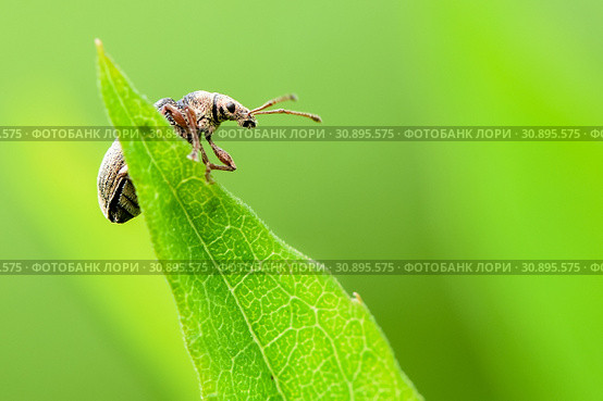 Долгоносик-слоник сосновый (Hylobius abietis) сидит на листке. Стоковое фото, фотограф Игорь Низов / Фотобанк Лори