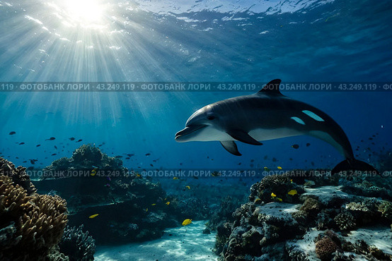 Dolphin (Delphinidae) mammal swimming in tropical underwaters. Silhouette Dolphin in underwater wild animal world. Observation of wildlife ocean. Scuba diving adventure in Ecuador coast. Copy space. Стоковое AI-изображение, AI-художник Aleksandr Golubev / Фотобанк Лори
