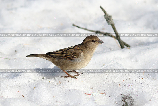 Домовый воробей, или городской воробей (Passer domesticus). Самка птицы ранней весной на снегу, Ямало-Ненецкий автономный округ. Стоковое фото, фотограф Григорий Писоцкий / Фотобанк Лори