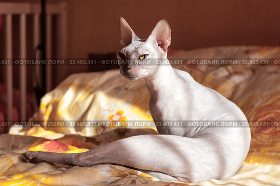 Don sphynx cat sitting on bed in bedroom under sunlight. Стоковое фото, фотограф Кекяляйнен Андрей / Фотобанк Лори