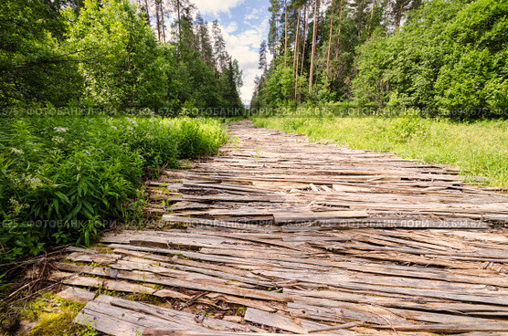 Дорога лежневка для вывоза леса (2015 год). Стоковое фото, фотограф Яковлев Сергей / Фотобанк Лори