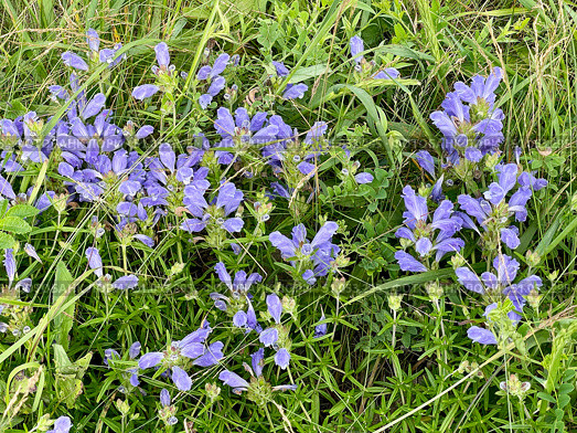 Dracocephalum charkeviczii Prob. (семейство Lamiaceae). Змееголовник Харкевича. Стоковое фото, фотограф Овчинникова Ирина / Фотобанк Лори