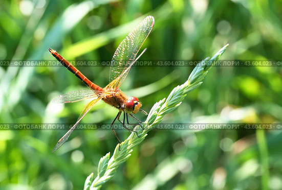 Dragonfly on a background of green grass. Стоковое фото, фотограф Лариса Гордеева / Фотобанк Лори