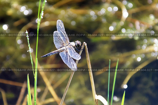 Dragonfly sits on a dry blade of grass above a pond on a sunny summer day. Стоковое фото, фотограф Лариса Гордеева / Фотобанк Лори