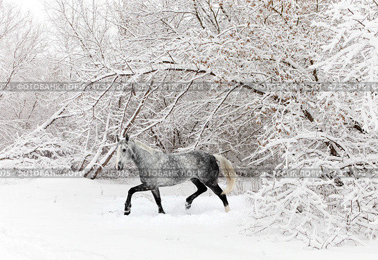 Dressage dapple grey horse runs in winter forest background. Спортивная белая верховая лошадь бежит по зимнему лесу. Стоковое фото, фотограф Михаил Кондрашов / Фотобанк Лори
