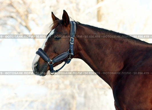Dressage saddle horse in winter stud farm background. Спортивная верховая лошадь в паддоке на территории зимней фермы. Стоковое фото, фотограф Михаил Кондрашов / Фотобанк Лори