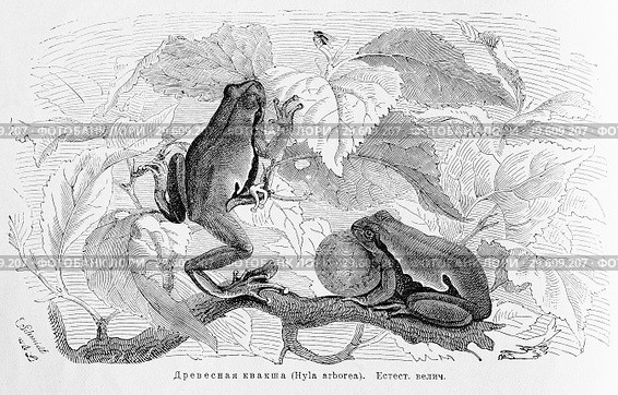 Древесная квакша (Hyla arborea) - рисунок  из книги А. Брэма "Жизнь животных" 1896 г. Стоковая иллюстрация, иллюстратор Вера Смолянинова / Фотобанк Лори