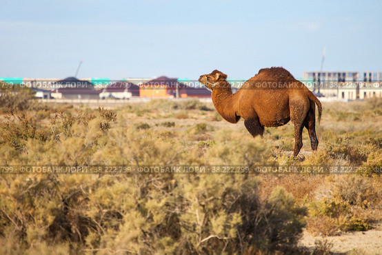 Dromedary camel (2022 год). Стоковое фото, фотограф Art Konovalov / Фотобанк Лори
