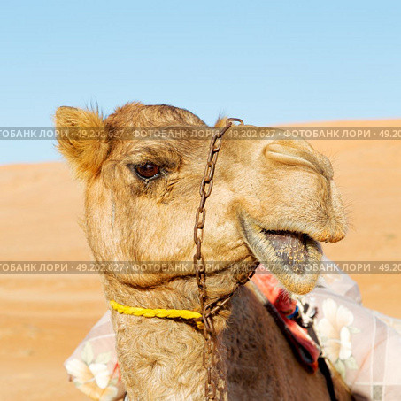 dromedary near the sky in oman empty quarter of desert a  free . Стоковое фото, агентство Ingram Publishing / Фотобанк Лори