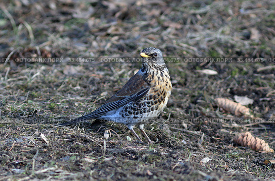 Дрозд рябинник (Turdus pilaris) весной на проталине, Алтайский край. Стоковое фото, фотограф Григорий Писоцкий / Фотобанк Лори